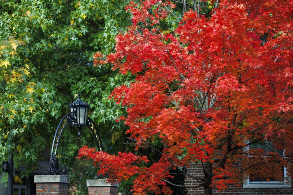 A tree turns red over a Harvard gate.